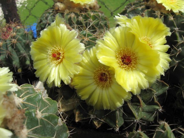 Wigginsia rubricostata